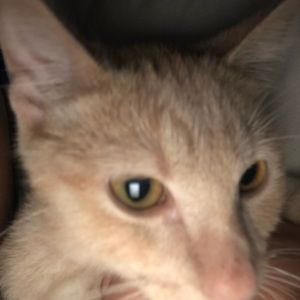 Meet your Posher, Anthony